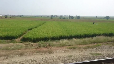 The train passes through the rice fields Video stock 118794594