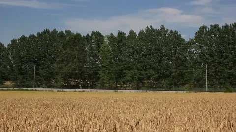 Train Passing Behind A Wheat Field Vidéo 125702787