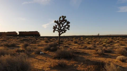Train passing in cactus tree in the desert Stock Footage 100538409