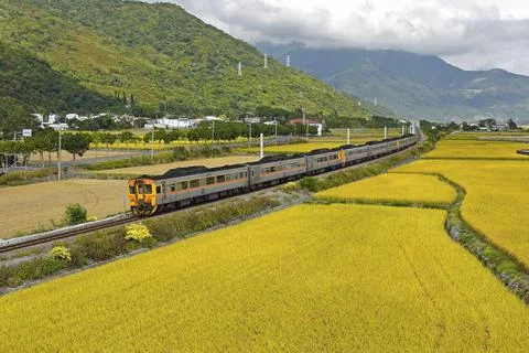 The train passing the paddy field. Stock Photos