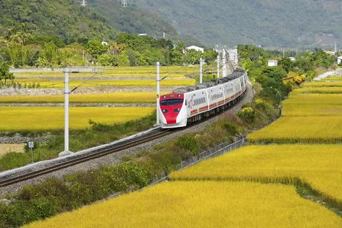 The train passing the paddy field. Stock Photos