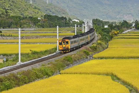The train passing the paddy field. Stock Photos
