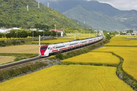 The train passing the paddy field. Stock Photos