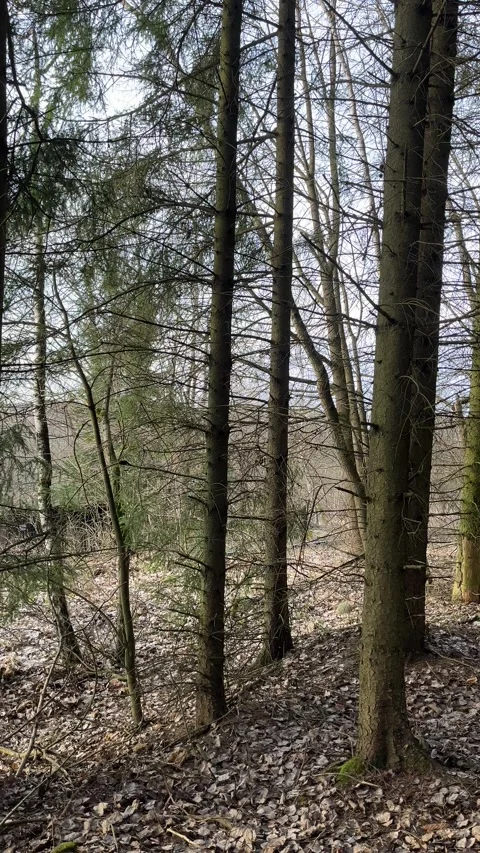 Train Passing Through Forest View Stock Footage 304008964