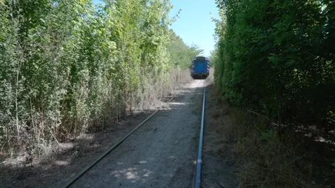 Train passing through the natural green tunnel Video stock 301724629