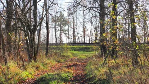 Train passing through the woods Stock Footage 123411691