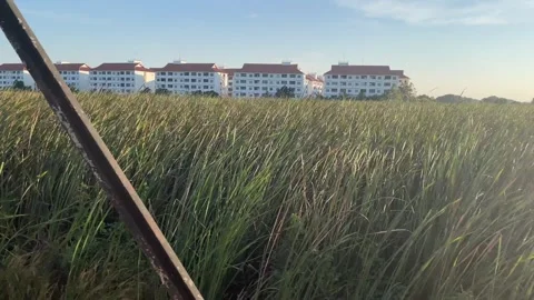 Train ride daytime. Nature tree reflect by sun, rows residential buildings Stock Footage 250984740