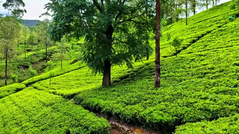 Train ride from Ella to Kandy through the bright green fields Stock Footage 303956649
