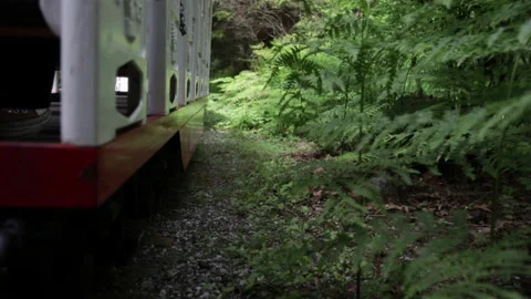 Train Ride with Ferns Stock Footage 202277440