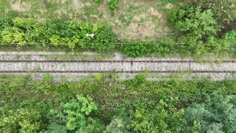 Train road in the woods Video stock 303885397