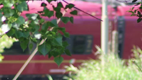 Train running through the trees - 4K - ProRes Stock Footage 153765674