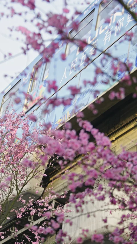 The train to spring in Chongqing,China Stock Footage 233584247