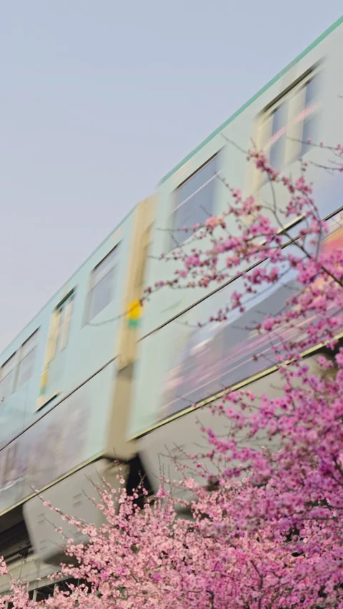 The train to spring in Chongqing,China Stock Footage 233584327