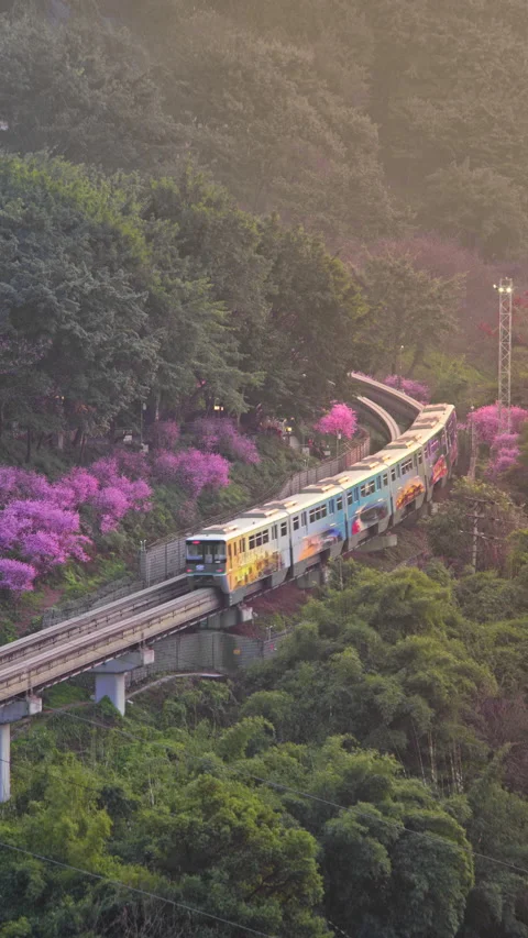 The train to spring in Chongqing,China Stock Footage 233585605