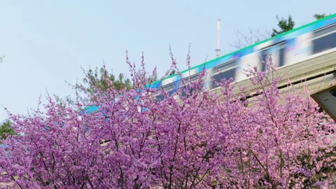 The train to spring in Chongqing,China Stock Footage 233587727
