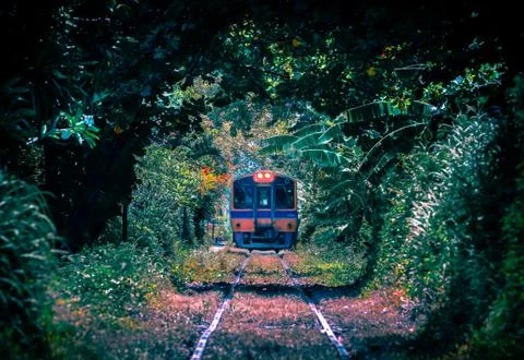 Train through the tree tunnel , Thai Railway Wongwain yai to Mahachai Line 스톡 사진