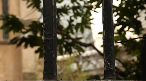 Train through trees Stock Footage 38457783