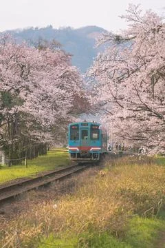 Train Track Passing Through Sakura Tunnel in Spring Japan Stock-Fotos