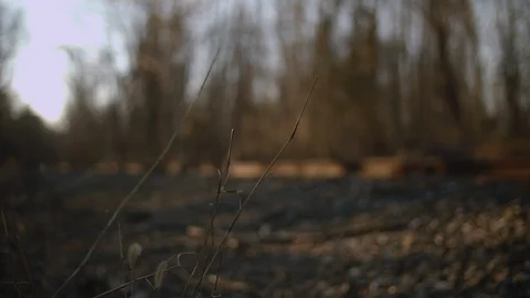Train Track rack focus with brush and weeds Stock Footage 128246380