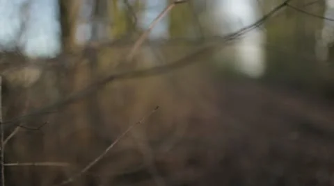 Train Track In Woods Rack Focus Artistic Bokeh Stock Footage 11617976