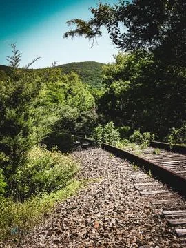 Train Tracks in the Forest 스톡 사진