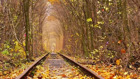 Train tracks in the middle of the forest 動画素材 285814424