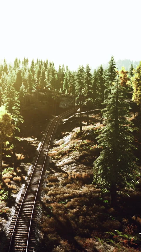 Train tracks run through forest during sunset in an outdoor scene Stock Footage 341988793