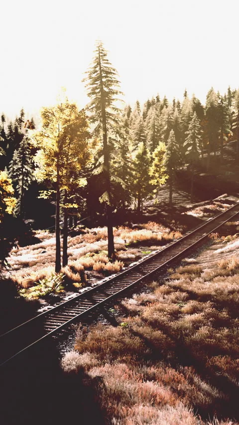 Train tracks run through trees and grass under bright sunlight in a forest area Stock Footage 341988790