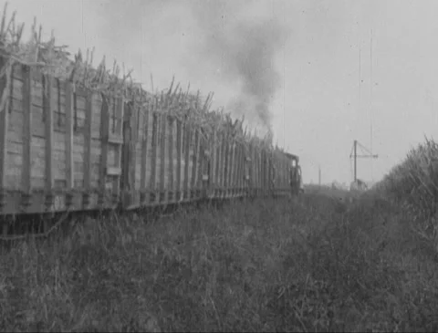 Train Transporting Sugarcane to Refinery Stock Footage 149634658