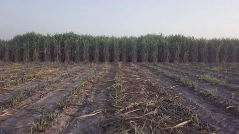 A train traveling down train tracks near a forest 库存影片 156846655