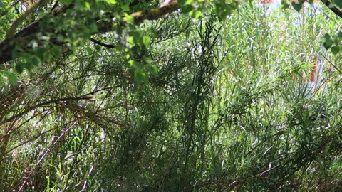 Train whizzing through the woods amidst the sounds of nature - 4K - ProRes Stock Footage 153765725