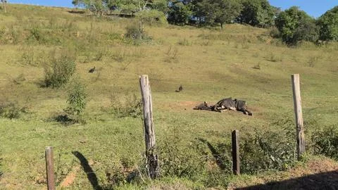 Train window view of vultures around dead cow in rural landscape Stock Photos