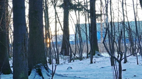 Train in Winter Forest Seen Through Trees and Sunset Behind It, Shot with Stock Footage 55660240