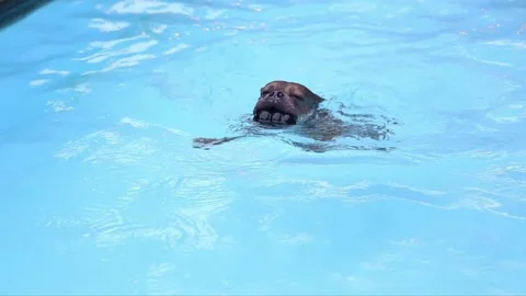 Train your dog to fetch a ball from the bottom of the pool Stock Footage 299371427
