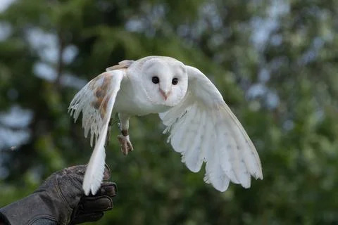 Trained Barn Owl unleashed Stock Photos