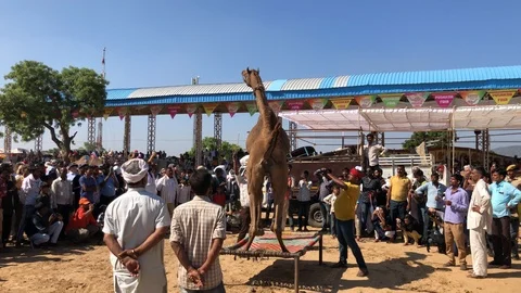 Trained Camel with Indian man, Pushkar Camel Fair Stock Footage 120155085