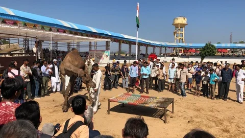 Trained Camel with Indian man, Pushkar Camel Fair Stock Footage 120155096
