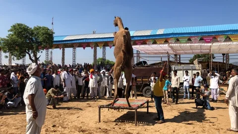 Trained Camel with Indian man, Pushkar Camel Fair Stock Footage 120155144