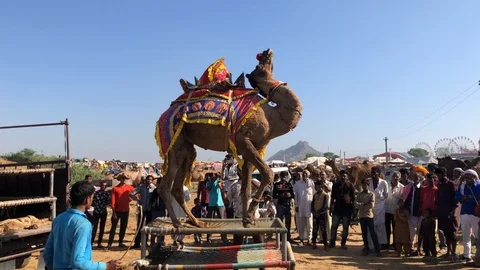 Trained Camel with Indian man, Pushkar Camel Fair Stock Footage 120155319
