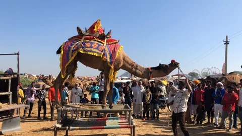 Trained Camel with Indian man, Pushkar Camel Fair Stock Footage 120155378