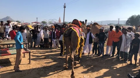 Trained Camel with Indian man, Pushkar Camel Fair Stock Footage 120155391