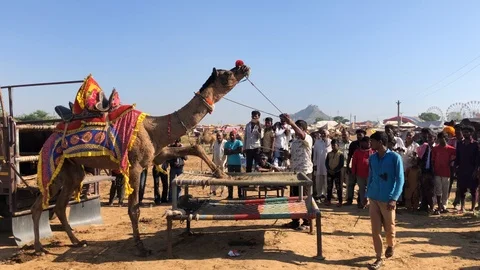 Trained Camel with Indian man, Pushkar Camel Fair Stock Footage 120155448