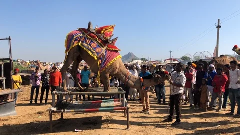 Trained Camel with Indian man, Pushkar Camel Fair Vídeos de archivo 120155457