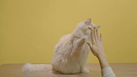The trained cat sits up and high-fives the hand that came from below. Stock Footage 252207461