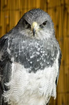 Trained Chilean Eagle on shady perch Stock Photos