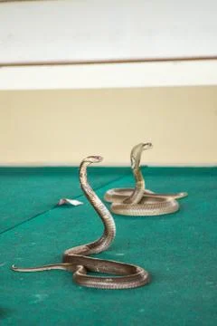 Trained Cobra on show at the circus Stock Photos