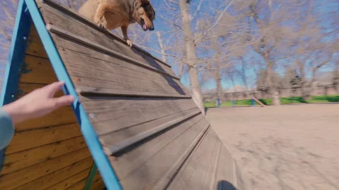 A trained dog climbs over a high fence on command. From the first person. Stock Footage 334130161
