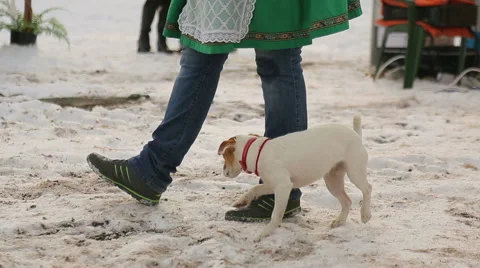 Trained dog Stock Footage 40737711