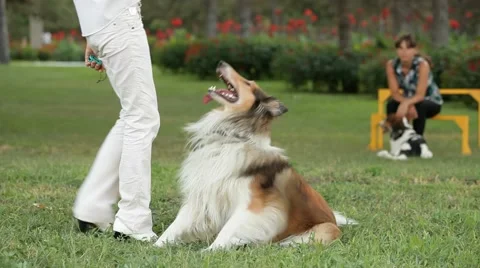 Trained Dog 스톡 동영상 52379005