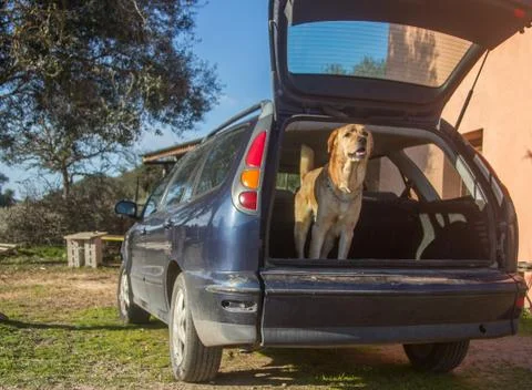 Trained dog jumping inside the rear trunk of the car ready to go-1 Stock Photos